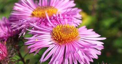 Marcinki - piękne kwiaty o delikatnym uroku